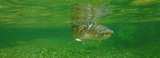 Fly Fishing Day Expeditions