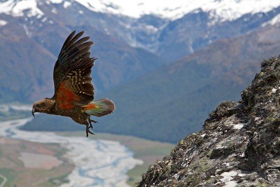 Wanaka Heli Hikes
