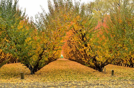 Jackson Orchards